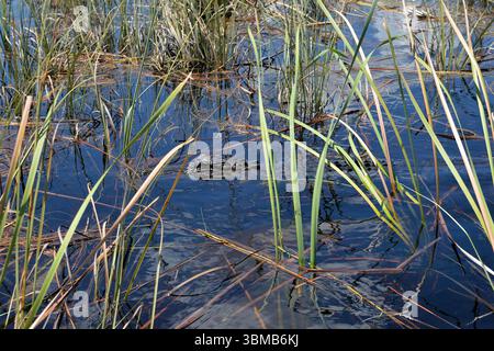 Weston, Vereinigte Staaten Von Amerika. August 2016. WESTIN, FL - 23. AUGUST: Florida Alligators sind immer noch eine der Hauptattraktionen in Florida, nachdem 2 Year Old bei Disney getötet wurde. Wir nahmen an einer Airboat-Tour im Everglades National Park Teil, auf der Suche nach Florida Alligatoren im Sawgrass Recreation Park. Alligatoren sind opportunistische Futtermittel. Da die Alligatorgewohnheiten zerstört werden, werden sie am 23. August 2016 in Weston, Florida, mit Menschen in Kontakt kommen. Leute: Florida Alligators Credit: Storms Media Group/Alamy Live News Stockfoto