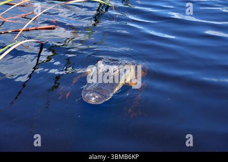 Weston, Vereinigte Staaten Von Amerika. August 2016. WESTIN, FL - 23. AUGUST: Florida Alligators sind immer noch eine der Hauptattraktionen in Florida, nachdem 2 Year Old bei Disney getötet wurde. Wir nahmen an einer Airboat-Tour im Everglades National Park Teil, auf der Suche nach Florida Alligatoren im Sawgrass Recreation Park. Alligatoren sind opportunistische Futtermittel. Da die Alligatorgewohnheiten zerstört werden, werden sie am 23. August 2016 in Weston, Florida, mit Menschen in Kontakt kommen. Leute: Florida Alligators Credit: Storms Media Group/Alamy Live News Stockfoto