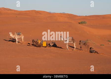Dromedarkamele warten hinter einem Zeltlager in den Sanddünen der Sahara in der Nähe der marokkanischen Stadt Merzouga auf Touristen Stockfoto