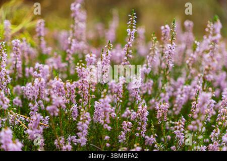 Nahaufnahme von violetten Heidekraut-Blüten, die in einem Nadelwald wachsen Stockfoto