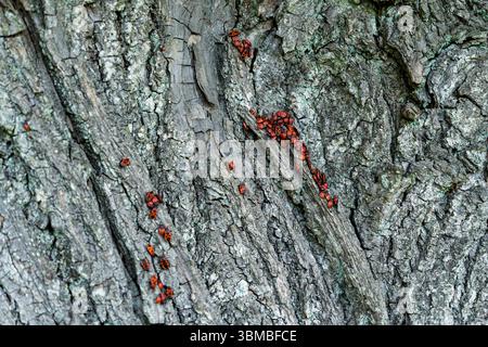 Rinde einer Eiche mit Feuerbefall, auch bekannt als Pyrrhocoris apterus, ein häufiges Insekt Stockfoto
