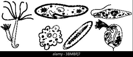 Schwarz-weiße Vektorillustration verschiedener Mikroorganismen mit komplizierten Details und wissenschaftlicher Genauigkeit Stock Vektor