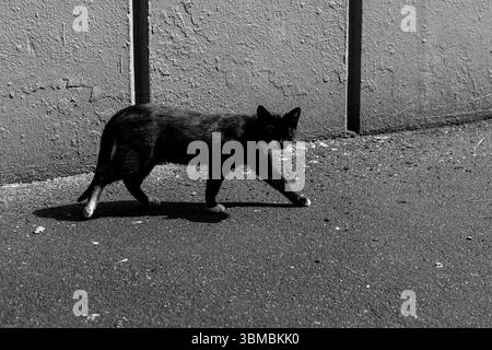 Streunende Smoking-Katze, die über sonnendurchflutete Stadtpflaster läuft. Schwarz-weiß Stockfoto