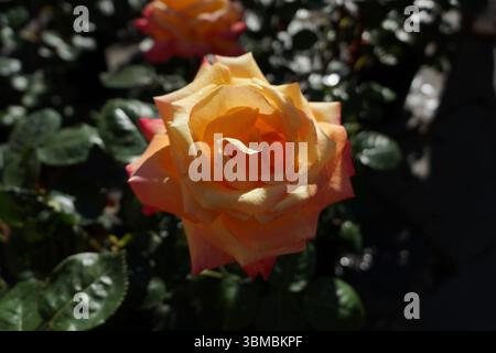 Creme und rosa Rose (Friedensrose oder Madame A. Meilland Rose) mit kleinen Wassertropfen Stockfoto