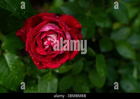 Dunkelrote Rosenblüte bedeckt mit morgendlichen Regentropfen Stockfoto