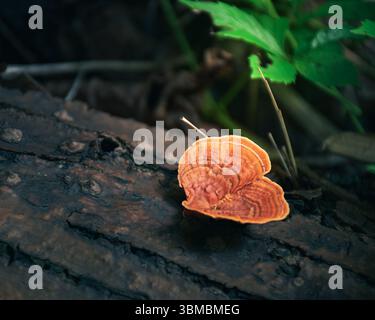 Orangenpilz wächst auf Stumm im tropischen Wald Stockfoto