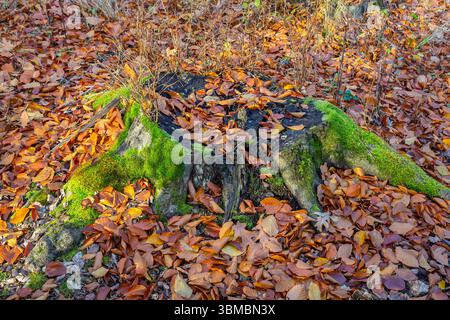 Der Stumpf ist mit Moos bedeckt. Auf dem wunderschönen Stumpf wachsen Pilze. Eine Nahaufnahme eines gehäuften Baumes vor einer Waldkulisse. Stockfoto
