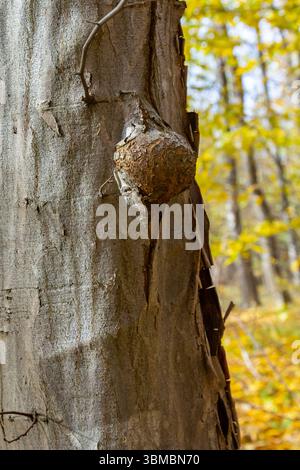 Die Nahaufnahme eines Baumtumors am Stamm eines Fackelbaums. Stockfoto