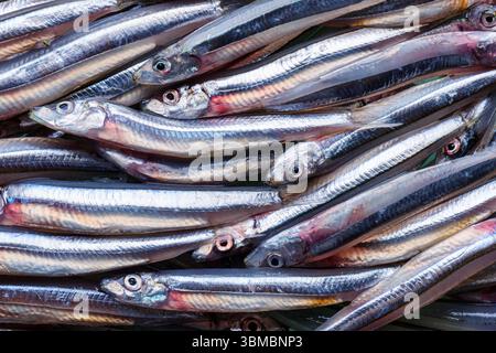 Nahaufnahme der frisch gefangenen Sardellen. Frischer Meeresfisch Stockfoto