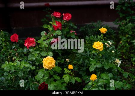 Rote und gelbe Hybrid-Teerosen glitzern nach Sommerregen Stockfoto