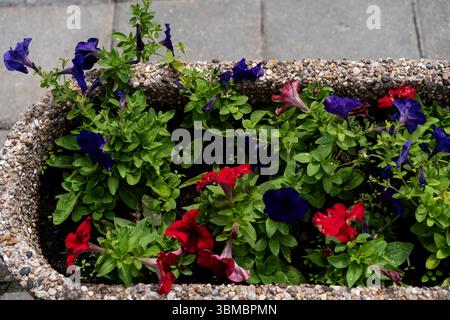 Steintopf gefüllt mit roten und violetten Petunien Stockfoto