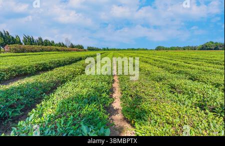 Teeplantagen in der Stadt Lankaran Stockfoto