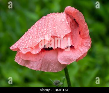 Eine rosafarbene Mohnblume zeigt weiche Rüschenblätter mit Regentropfen, umgeben von leuchtend grünem Laub. Dieser ruhige Moment fängt die Natur ein Stockfoto