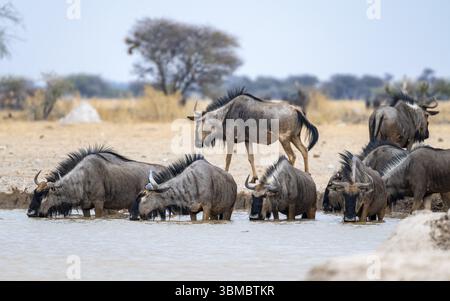 Blaues Gnus (Connochaetes taurinus), Gruppe trinkt an einem Wasserloch, Nxai Pan Nationalpark, Botswana, Afrika Stockfoto