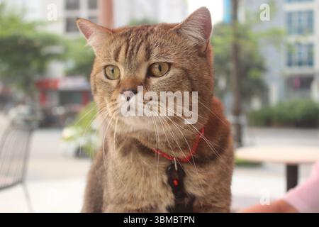 Eine Nahaufnahme einer Tabbykatze mit rotem Kragen und schwarzem Etikett, die nachdenklich in die Ferne blickt. Dieses Bild fängt die Anmut und den Fokus der Katze ein, ideal für den Einsatz Stockfoto