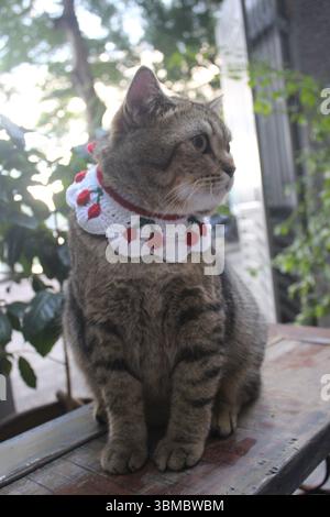 Eine charmante Tabbykatze sitzt aufrecht auf einem rustikalen Holztisch und trägt einen weißen Häkelkragen mit roten Erdbeeren. Das sanfte Morgenlicht und Stockfoto