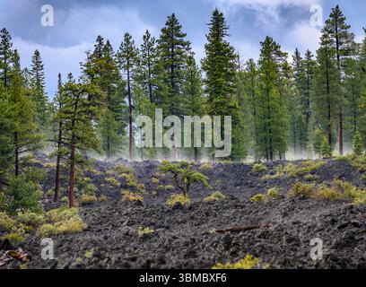 Eine zerklüftete Landschaft bietet ein Lavafeld mit Vegetation, das von hohen Kiefern umgeben ist. Der Nebel steigt sanft auf und erzeugt eine ätherische Atmosphäre Stockfoto