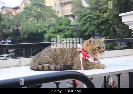 Eine entspannte Tabbykatze mit dekorativem Kragen liegt auf einem Marmorbalkonvorsprung und beobachtet die geschäftige Stadt darunter. Ideal für die Verwendung in urba-Inhalten Stockfoto