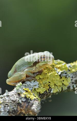 Europäischer Baumfrosch (Hyla arborea) sitzt auf einem Flechtenzweig in seiner natürlichen Umgebung, Nahaufnahme, Nationalpark Neusiedler See, Burgenland, Au Stockfoto