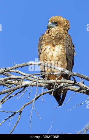 Bateleur (Terathopius ecaudatus), Tiere, Vögel, Raubvögel, Unterfamilie der Kurzzehenadler, Auob Riverbed, Twee Rivieren, Nordkap / Kgalag Stockfoto