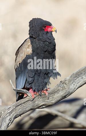 Bateleur (Terathopius ecaudatus), Tiere, Vögel, Raubvögel, Unterfamilie der Kurzzehenadler, Adler, Afrika, Barsch, Nossob Riverbed, Nossob, Northe Stockfoto