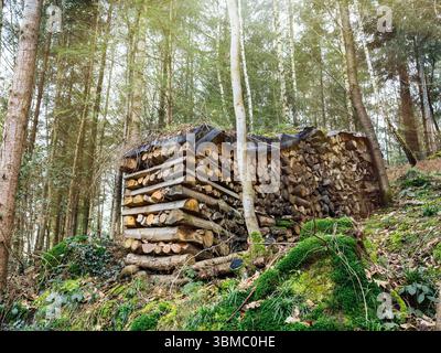 Auf einem moosigen Waldboden, umgeben von hohen Bäumen, Farnen und natürlichem Untergrund, befindet sich ein großer Stapel von sauber angeordnetem Brennholz, das mit einer Plane bedeckt ist Stockfoto