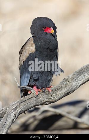 Bateleur (Terathopius ecaudatus), Tiere, Vögel, Raubvögel, Unterfamilie der Kurzzehenadler, Adler, Afrika, Barsch, Nossob Riverbed, Nossob, Northe Stockfoto