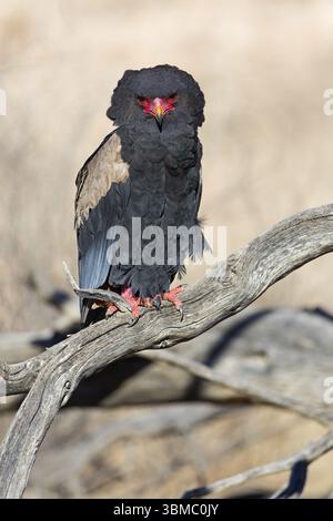 Bateleur (Terathopius ecaudatus), Tiere, Vögel, Raubvögel, Unterfamilie der Kurzzehenadler, Adler, Afrika, Barsch, Nossob Riverbed, Nossob, Northe Stockfoto