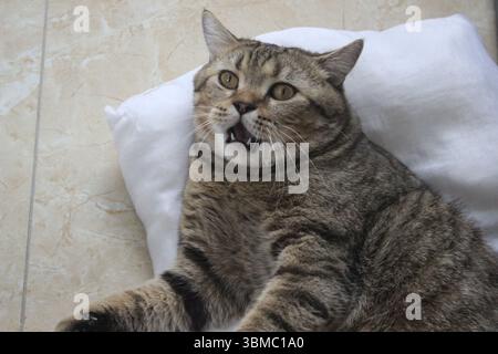 Eine erschreckte Tabbykatze, die mit offenem Mund auf einem weißen Kissen liegt und ihre scharfen Zähne enthüllt. Stockfoto