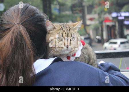 Eine ruhige Tabbykatze sitzt bequem auf dem Rücken einer Frau. Stockfoto