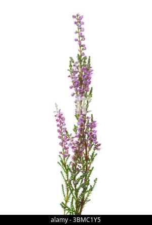 Calluna Zweige mit Blumen auf weißem Hintergrund. Stockfoto