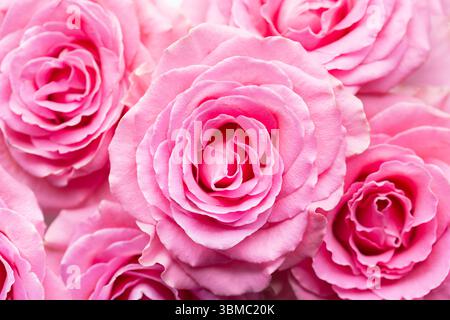 Natürliche rosa Rosen als Hintergrund. Blick von oben auf frische rosa Blumen. Nahaufnahme. Selektiver Fokus Stockfoto