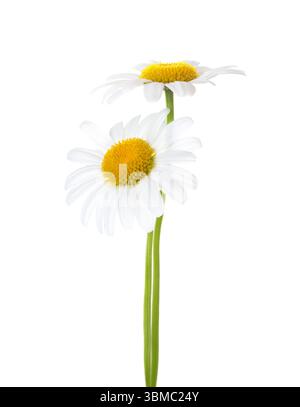 Zwei Gänseblümchen (Ox-Eye Daisy) auf weißem Hintergrund. Stockfoto