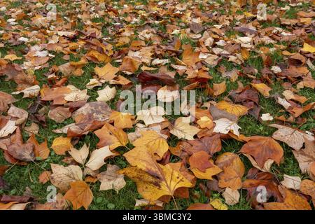 Herbstlaub auf grünem Rasen auf dem Friedhof in Garbsen-Stelingen, Niedersachsen, Deutschland, Europa Stockfoto