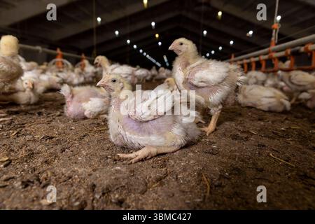 Fleischrassen von Masthühnern werden aus nächster Nähe angebaut, Ein Huhn ruht auf dem Boden Stockfoto