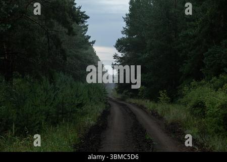 Feldweg durch nebeligen Wald am Abend. Sommerlandschaft Stockfoto