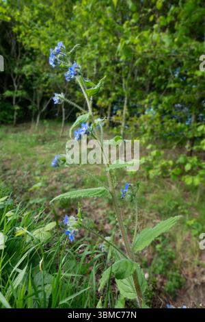 Blaue Blüten von Pentaglottis, auch bekannt als Green Alkanet oder Evergreen Bugloss Stockfoto