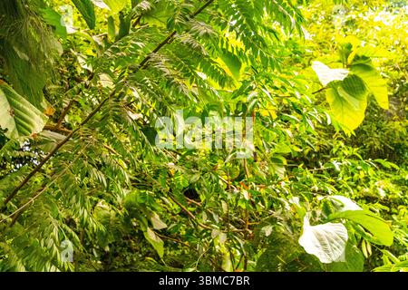 Tropische Natur Dschungel Regenwald mit verschiedenen Pflanzen und Bäumen in Pattaya Bang Lamung Amphoe Chon Buri Thailand in Southeastasia Asien. Stockfoto