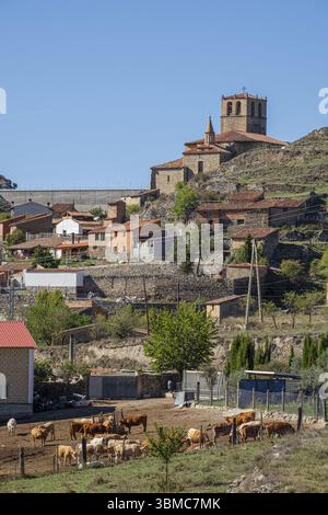Rinderherde, Enciso, La Rioja, Spanien, Europa Stockfoto