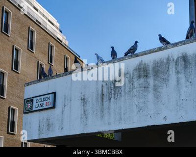 Vereinigtes Königreich, London, 23. Juni 2025. Tauben sitzen auf einer Mauer mit der Aufschrift „Golden Lane EC1“ in der City of London, in der Nähe des Barbican Estate Stockfoto