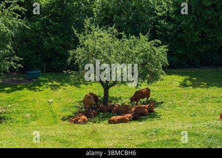 Braune Schweizer Limousinen-Kühe ruhen im Schatten eines kleinen Obstbaumes an einem heißen Sommertag. Über dem Blickwinkel, Nahaufnahme, keine Leute Stockfoto