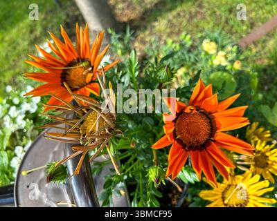 Nahaufnahme lebendiger orangefarbener Gazanienblüten in voller Blüte, mit kontrastierenden welkigen Blütenblättern, gefangen in einer sonnigen Gartenumgebung mit sattem Grün. Stockfoto