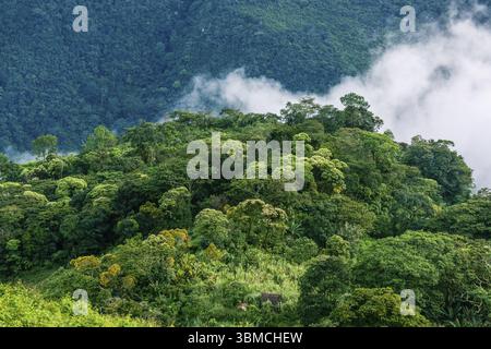 Wald in der Nähe von El Soch, Reyna, Uspantan Departement, Guatemala, Mittelamerika Stockfoto