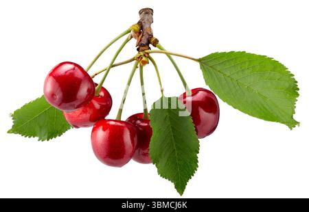 Süße Kirschen mit Blättern auf einem weißen Hintergrund. Stockfoto