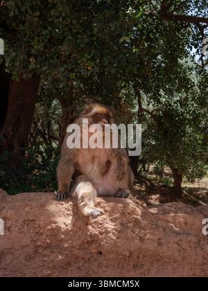 Ein Berbermakaken ruht im Schatten nahe den Ouzoud Falls, ein häufiger Anblick in diesem natürlichen Lebensraum des Mittleren Atlas. Stockfoto