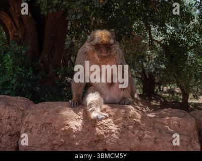Ein Berbermakaken ruht im Schatten nahe den Ouzoud Falls, ein häufiger Anblick in diesem natürlichen Lebensraum des Mittleren Atlas. Stockfoto