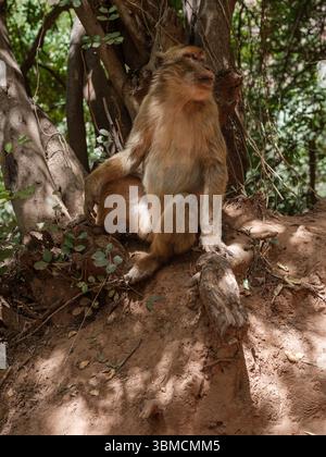 Ein Berbermakaken ruht im Schatten nahe den Ouzoud Falls, ein häufiger Anblick in diesem natürlichen Lebensraum des Mittleren Atlas. Stockfoto