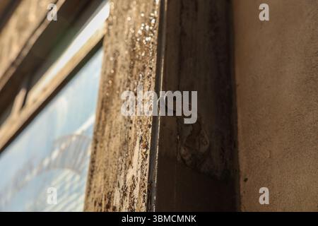 Bei einer detaillierten Nahaufnahme wird ein rostiger Metallriegel auf einem alten, verwitterten Holzrahmen erfasst. Die Textur des Holzes und Metalls ist Promin Stockfoto