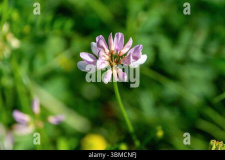 Nahaufnahme einer blühenden rosa Blume auf einer grünen Wiese. Securigera varia, Kronenwicke, lila Kronenwicke. Stockfoto