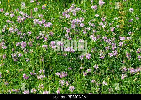 Lebendige Wiese mit rosa Wildblumen und üppig grünem Gras in Blüte. Securigera varia, Kronenwicke, lila Kronenwicke. Stockfoto